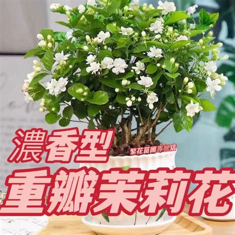 茉莉花怎麼種|【茉莉花怎麼種】新手必讀：茉莉花種植全攻略，輕鬆擁有香氣滿。